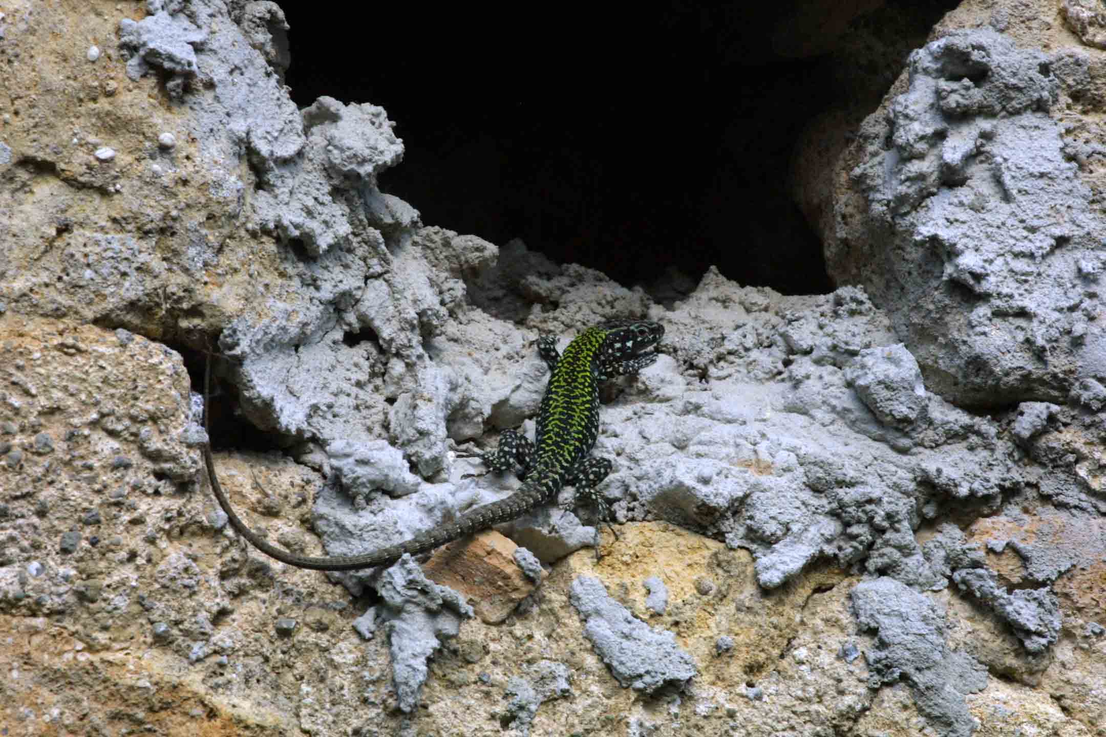 Podarcis muralis